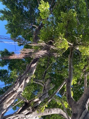Maclura tinctoria