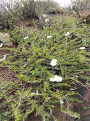 Monsonia