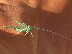 Insara elegans