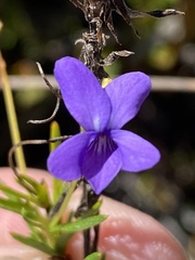 Viola decumbens decumbens