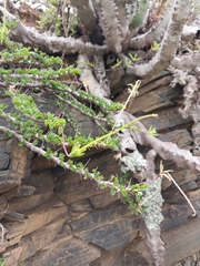 Monsonia