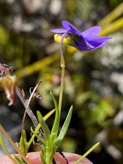 Viola decumbens decumbens