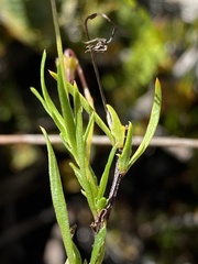 Viola decumbens decumbens