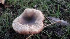 Russula amoenolens