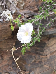 Monsonia
