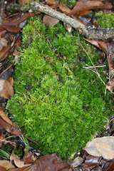 Dicranum scoparium