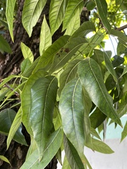 Swietenia macrophylla