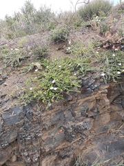 Monsonia