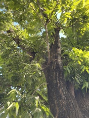 Swietenia macrophylla