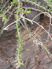 Monsonia