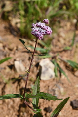 Eupatorium lindleyanum