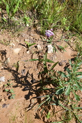 Eupatorium lindleyanum