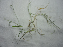 Panicum philadelphicum