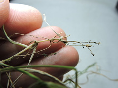 Panicum philadelphicum