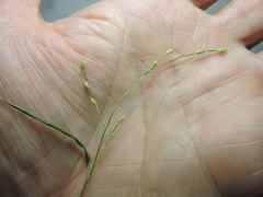 Panicum philadelphicum
