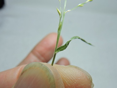 Panicum philadelphicum