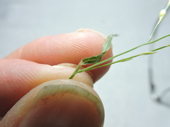 Panicum philadelphicum