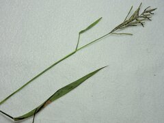 Paspalum paniculatum