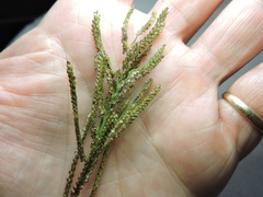 Paspalum paniculatum