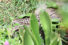 Trachylepis capensis