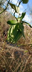 Araujia sericifera