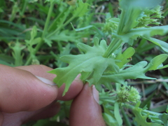 Acicarpha tribuloides