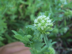 Acicarpha tribuloides