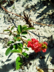 Indigofera hirsuta