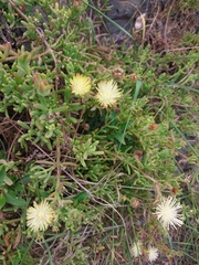 Mesembryanthemum splendens splendens