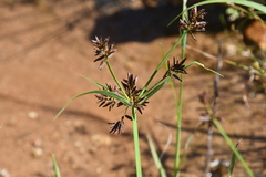 Cyperus orthostachyus