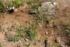 Cyperus orthostachyus