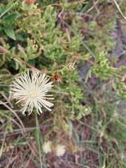 Mesembryanthemum splendens splendens