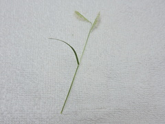 Bouteloua barbata