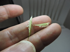 Bouteloua barbata