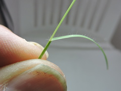 Bouteloua barbata