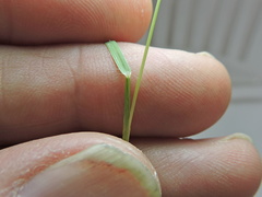 Bouteloua barbata