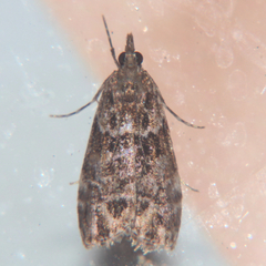 Eudonia minualis