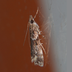 Eudonia minualis