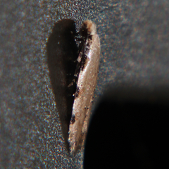 Endophthora omogramma