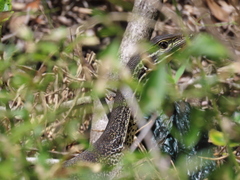 Varanus panoptes panoptes