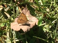Junonia almana javana