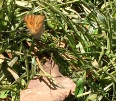 Junonia almana javana