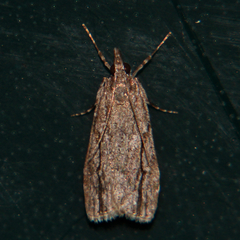 Eudonia bisinualis