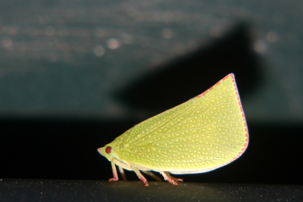 Torpedo bug