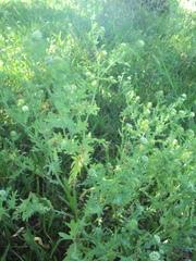 Acicarpha tribuloides