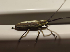 Neoptychodes trilineatus