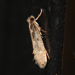 Tinea pallescentella