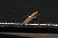 Tinea pallescentella