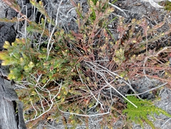 Gnidia humilis