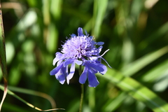 Scabiosa lachnophylla